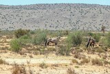 Picture of an group of Oryx antelopes standing in the Namibian Kalahari