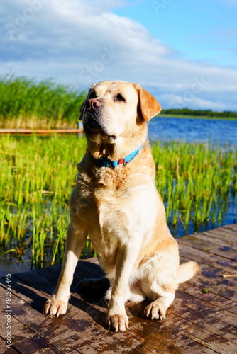 A wet Labrador dog is sitting on a lake pier. Summer holidays with pets