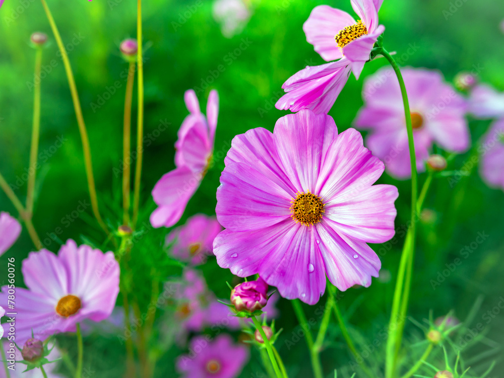 Close-up of beautiful cosmos flowers at cosmos field in moring sunlight. amazing of close-up of cosmos flower. nature flower background. Close-up of beautiful cosmos flowers at cosmos field in moring sunlight. amazing of close-up of cosmos flower. nature flower background.