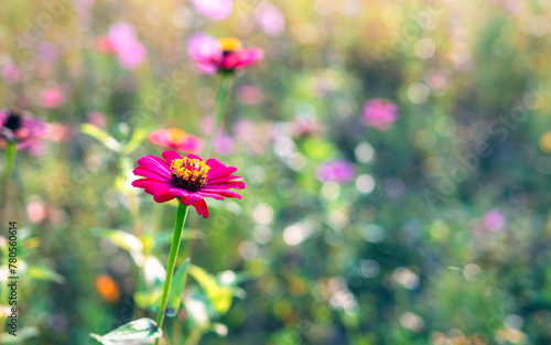 Beautiful purple gerbera flowers at cosmos field in moring sunlight. amazing of gerbera flower field landscape. nature gerbera flower  background.