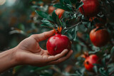 A hand holding a red fruit. The hand is holding the fruit in a way that it looks like it is about to be eaten. a muslim hand touching a pomegranate grown on a beautiful pomegranate tree