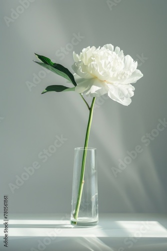 Serene White Peony in Glass Vase with Sunlight and Shadows