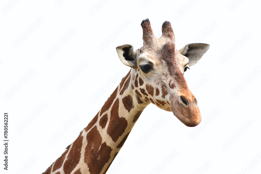 Portrait of giraffe head isolate on white background