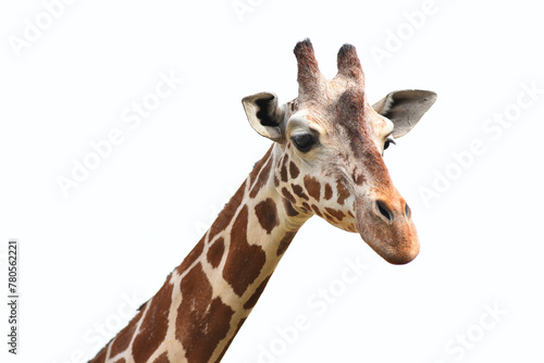 Portrait of giraffe head isolate on white background