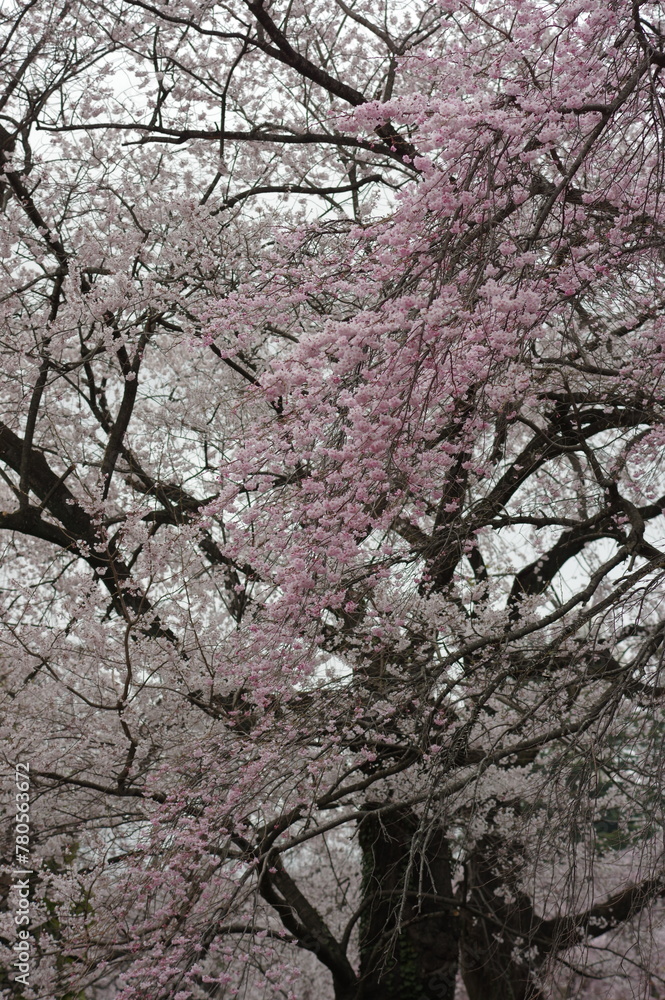 Obraz premium 綺麗に咲く満開の桜の木