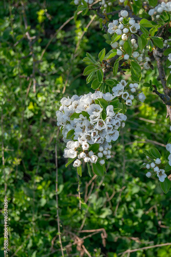 White blossom of a pear tree. A branch with pear flowers