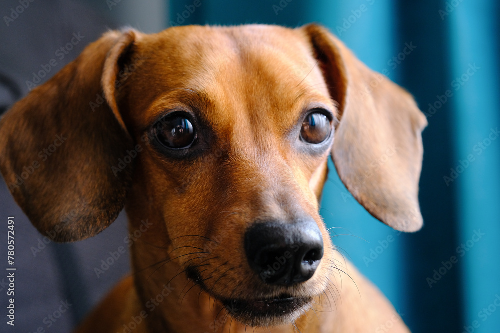 Dachshund  Dog With Brown Eyes Staring at Camera
