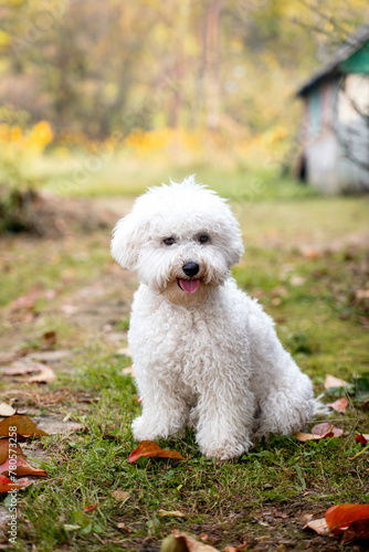 Photography Bichon frise close up portrait