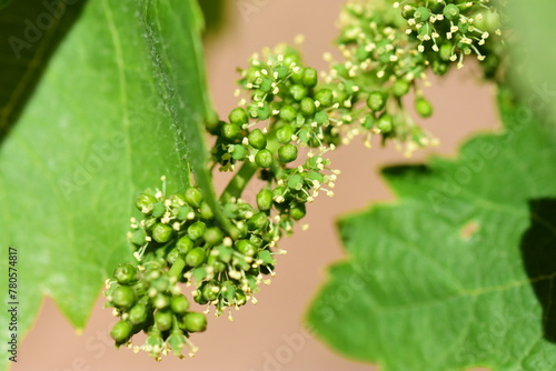 grappe de raisin qui pousse