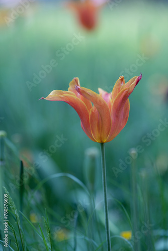tulip orange flower in the garden