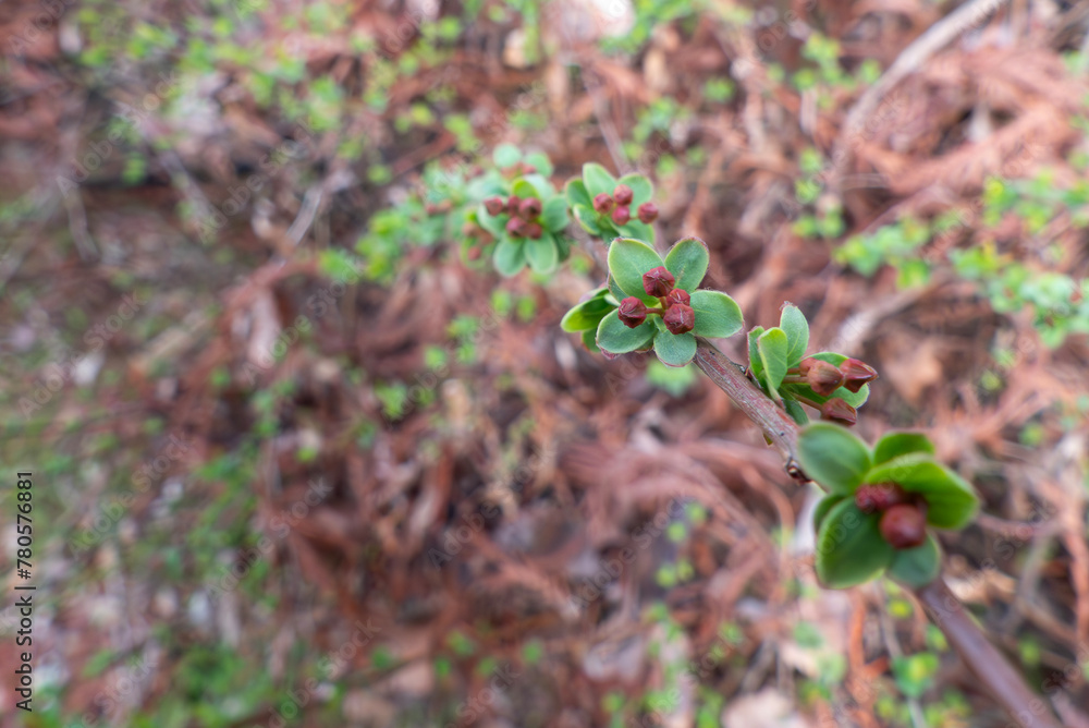 ユキヤナギの新芽 ユキヤナギの新芽