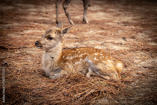 Adorable fawn resting in the forest