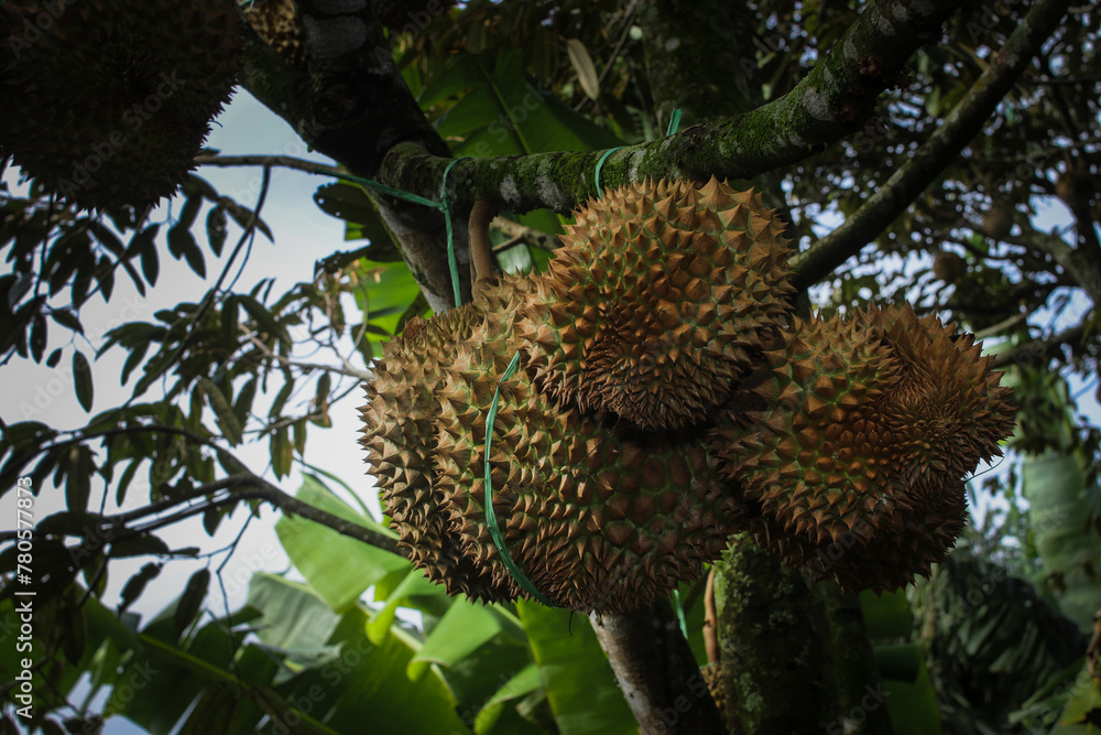 Fresh durian fruit hanging on a durian tree in a tropical Asian setting Fresh durian fruit hanging on a durian tree in a tropical Asian setting