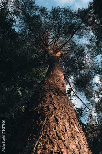 the big tall high tree in the forest	