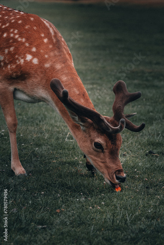 deer with antlers, Poland