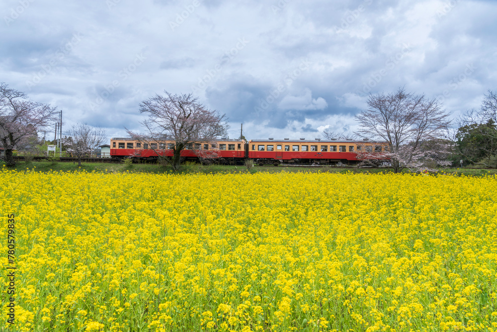 小湊鐡道飯給駅から桜と菜の花畑を走る機関車