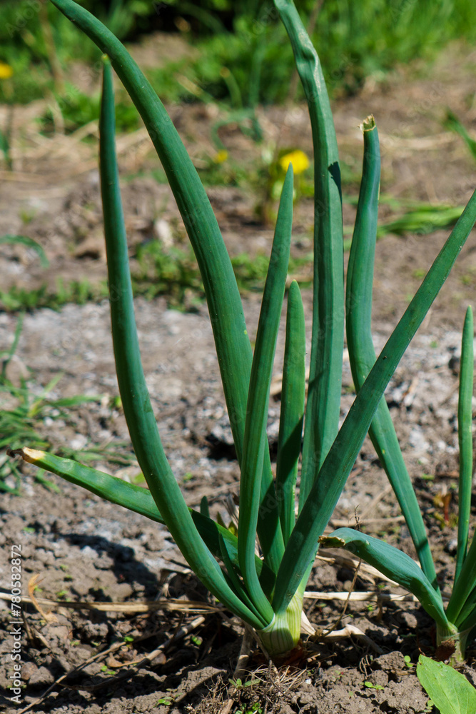 Obraz premium onion in the garden