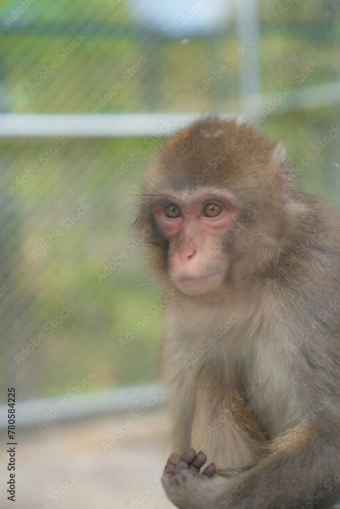 Naklejka premium Japanese monkey(日本猿)