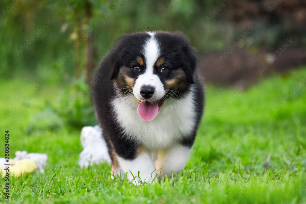 Australian Shepherd puppy plays in the park on a background of green grass