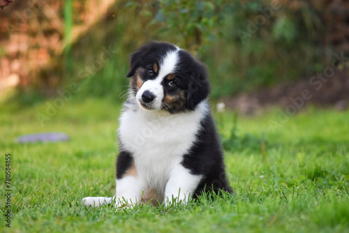 Australian Shepherd puppy plays in the park on a background of green grass
