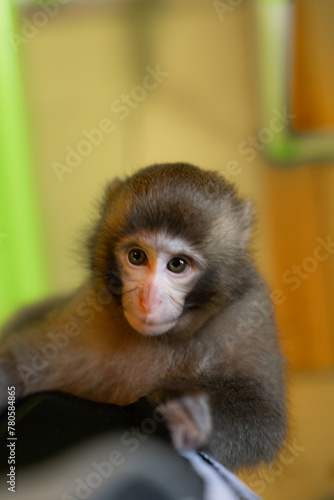 Japanese monkey(日本猿) © yamada_taro_chan