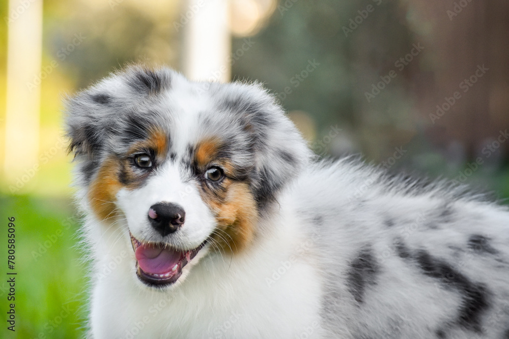 Merle Australian Shepherd puppy close up portrait