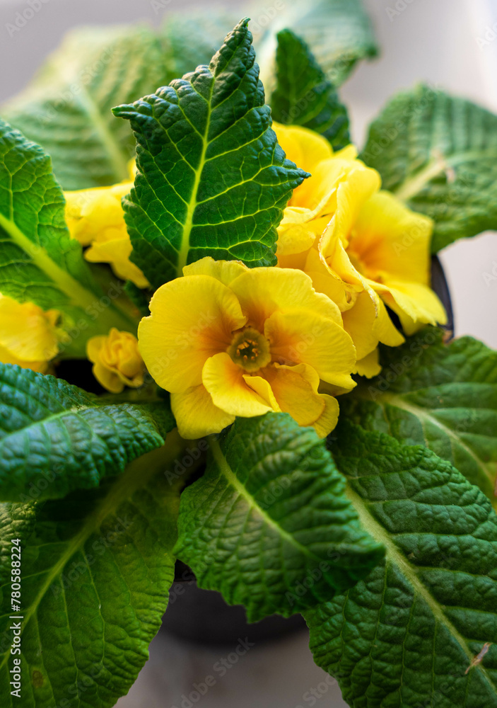 Yellow garden violet. Yellow flowers with green leafes. Yellow garden violet. Yellow flowers with green leafes.