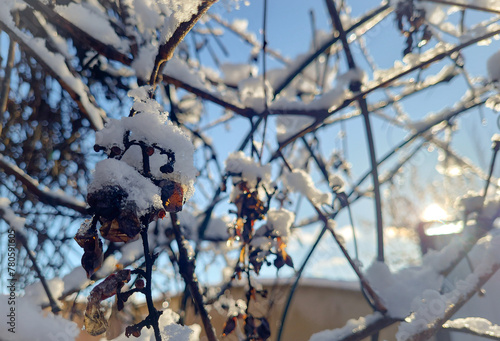 snow covered branches