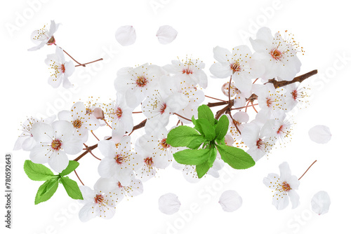 branch with cherry flowers isolated on white background