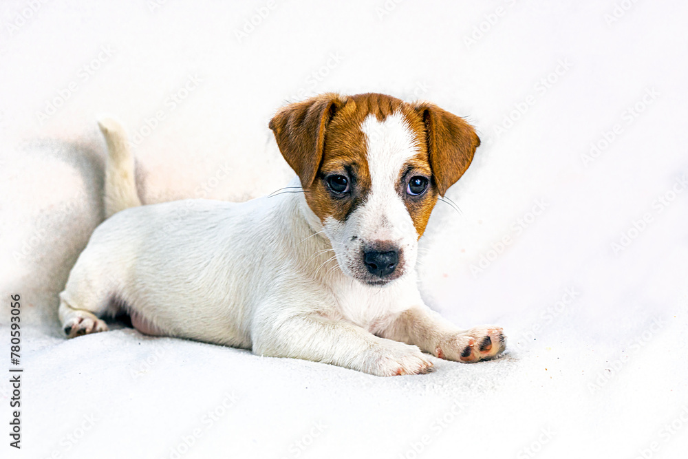 small female Jack Russell puppy with a heart spot on her face lies on a light sofa. husbandry and raising of pets small female Jack Russell puppy with a heart spot on her face lies on a light sofa. husbandry and raising of pets