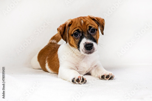 small Jack Russell puppy lies on a light sofa, falling asleep. care and raising of pets