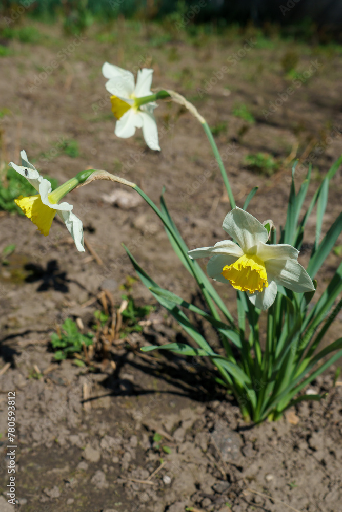 spring flowers in the garden spring flowers in the garden