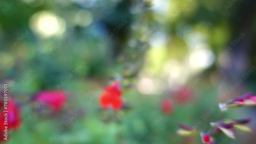 Salvia fulgens, the Cardinal sage or Mexican scarlet sage, is a species ...