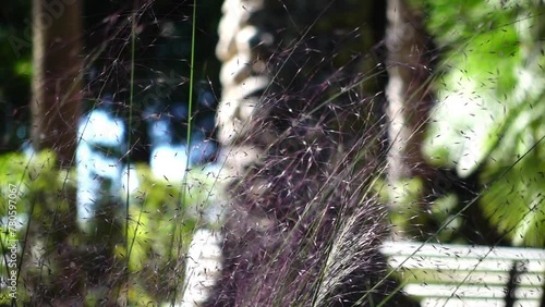 Muhlenbergia capillaris, commonly known as the hairawn muhly, is a perennial hedge-like plant. The plant itself includes a double layer; green leaf-like structures surround the understory. photo