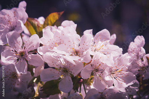 Flowers of the cherry blossoms on a spring day. Beautiful floral spring abstract background of nature. Macro shot. For holiday cards with copy space.
