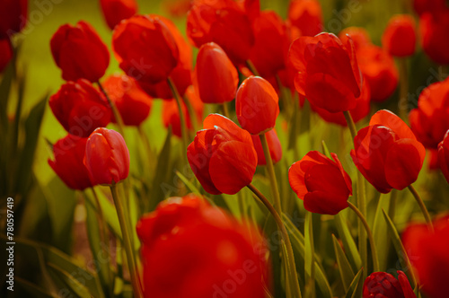Red tulip flowers background. Beautiful flower view of red tulips in at spring or summer. Amazing spring nature or celebration concept of morning red tulip flowers in garden.