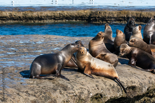 South American Sea Lion , .Peninsula Valdes ,Chubut,Patagonia, Argentina