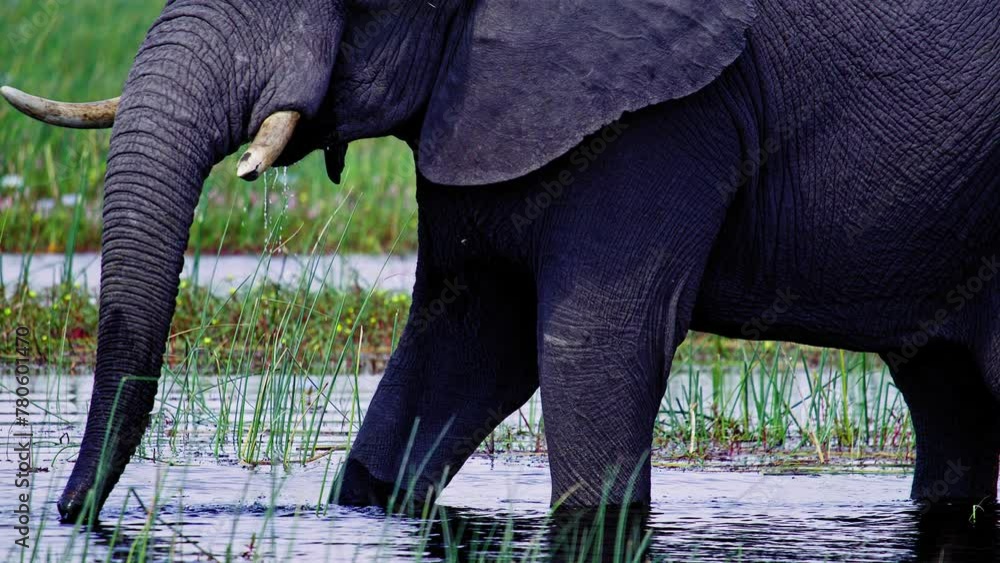 Elephants in Botswana Elephants in Botswana