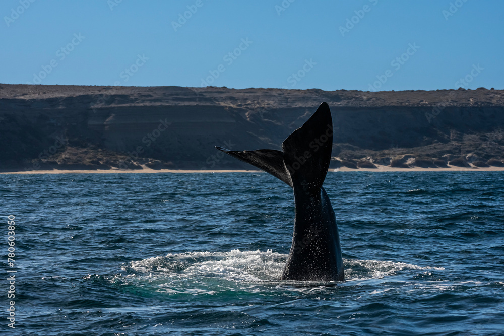 Fototapeta premium Sohutern right whale tail,Peninsula Valdes, Chubut, Patagonia,Argentina