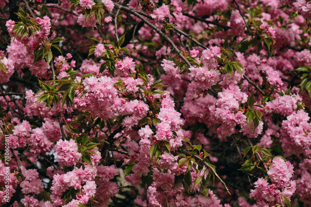 Flowers of a pink spring tree in close-up on a sunny day. The nature of the Balkans - state border between Serbia and Bosnia and Herzegovina. Cherry sakura tree in the midst of flowering.