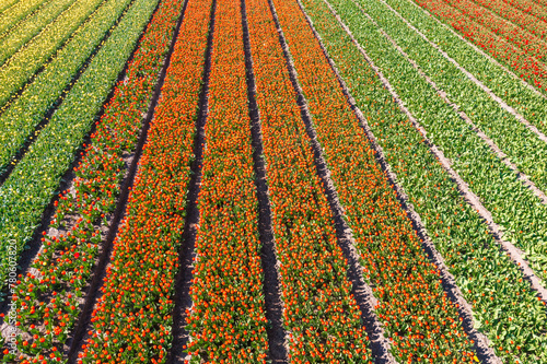 Blooming tulip fields from a bird's eye view in the Netherlands