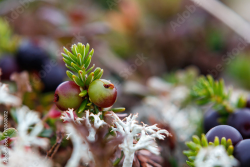 Flora of Chukotka: a close up of unripe berries of black crowberry (Empetrum nigrum subsp. hermaphroditum) among a reindeer cup lichen (Cladonia rangiferina), copy space photo