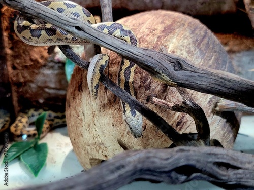 Kenyan sand boa snake, aka Old world sand boas is nonvenomous snake photo