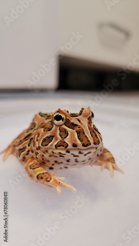 Ceratophrys is a genus of frogs in the family Ceratophryidae. They are also known as South American horned frogs as well as Pacman frogs due to their characteristic round shape and large mouth, remini © Kolevski.V