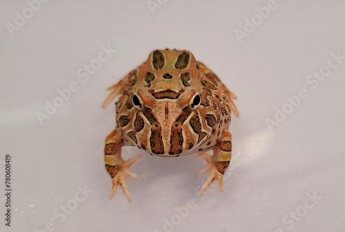 Ceratophrys is a genus of frogs in the family Ceratophryidae. They are also known as South American horned frogs as well as Pacman frogs due to their characteristic round shape and large mouth, remini