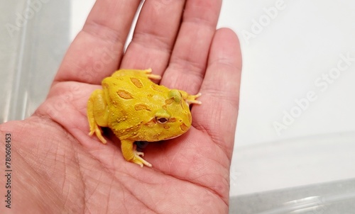 Ceratophrys is a genus of frogs in the family Ceratophryidae. They are also known as South American horned frogs as well as Pacman frogs due to their characteristic round shape and large mouth, remini