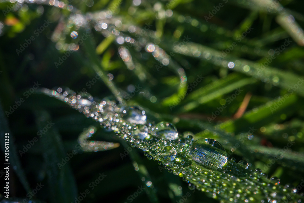 Closeup of lush uncut green grass with drops of dew in soft morning light. Beautiful natural rural landscape for nature-themed design and projects Closeup of lush uncut green grass with drops of dew in soft morning light. Beautiful natural rural landscape for nature-themed design and projects