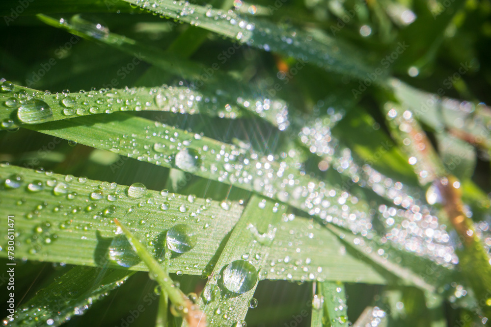 Closeup of lush uncut green grass with drops of dew in soft morning light. Beautiful natural rural landscape for nature-themed design and projects Closeup of lush uncut green grass with drops of dew in soft morning light. Beautiful natural rural landscape for nature-themed design and projects