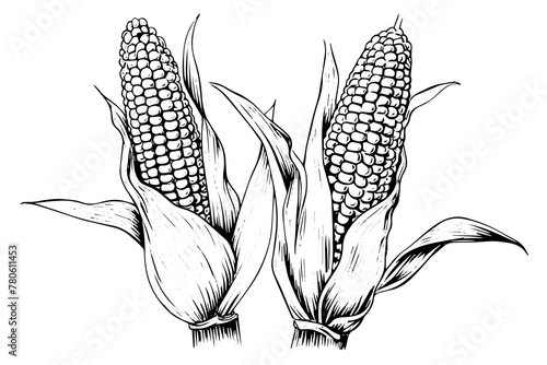 Vintage Corn Illustration: Hand-Drawn Woodcut Vector Sketch of Maize Ear.