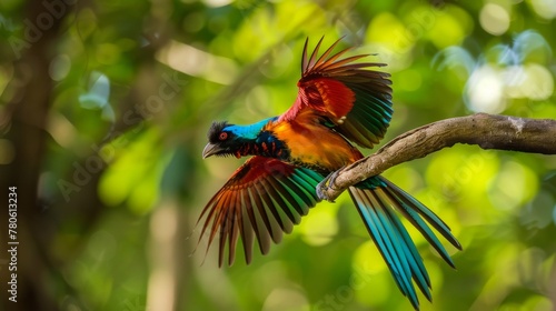 A bird perched momentarily before flight, wings beginning to flap, displaying its vibrant, colorful feathers and distinctively tapered tail no splash